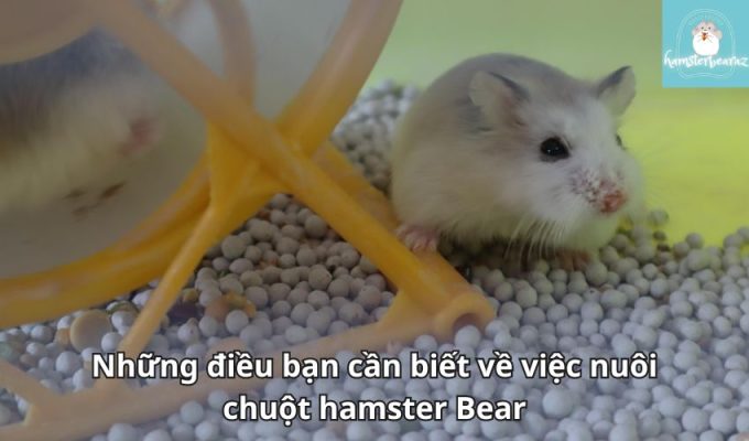 Những điều bạn cần biết về việc nuôi chuột hamster Bear