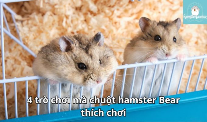 4 trò chơi mà chuột hamster Bear thích chơi