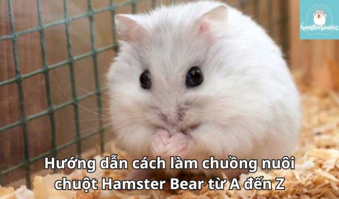 Hướng dẫn cách làm chuồng nuôi chuột Hamster Bear từ A đến Z