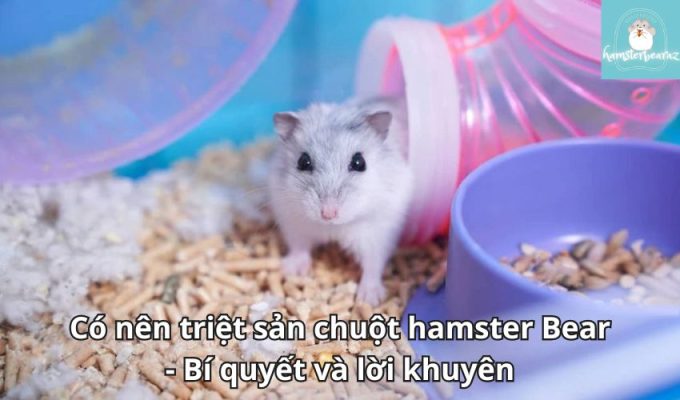 Có nên triệt sản chuột hamster Bear - Bí quyết và lời khuyên