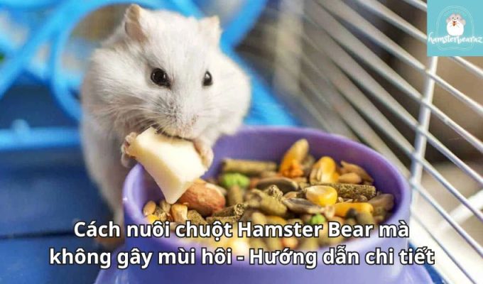 Cách nuôi chuột Hamster Bear mà không gây mùi hôi - Hướng dẫn chi tiết