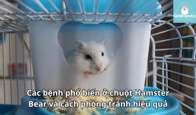 Các bệnh phổ biến ở chuột Hamster Bear và cách phòng tránh hiệu quả