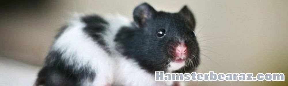 Hamsterbearaz.com